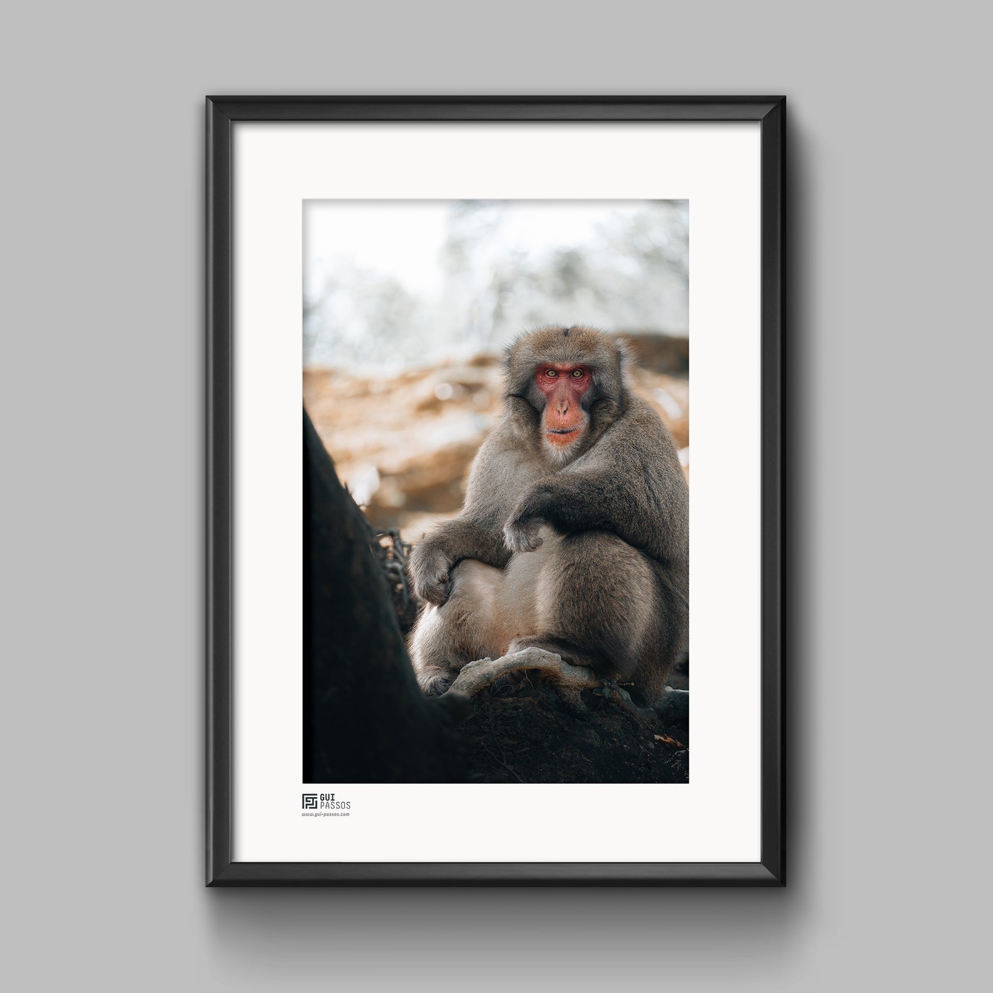 Japanese Macaque