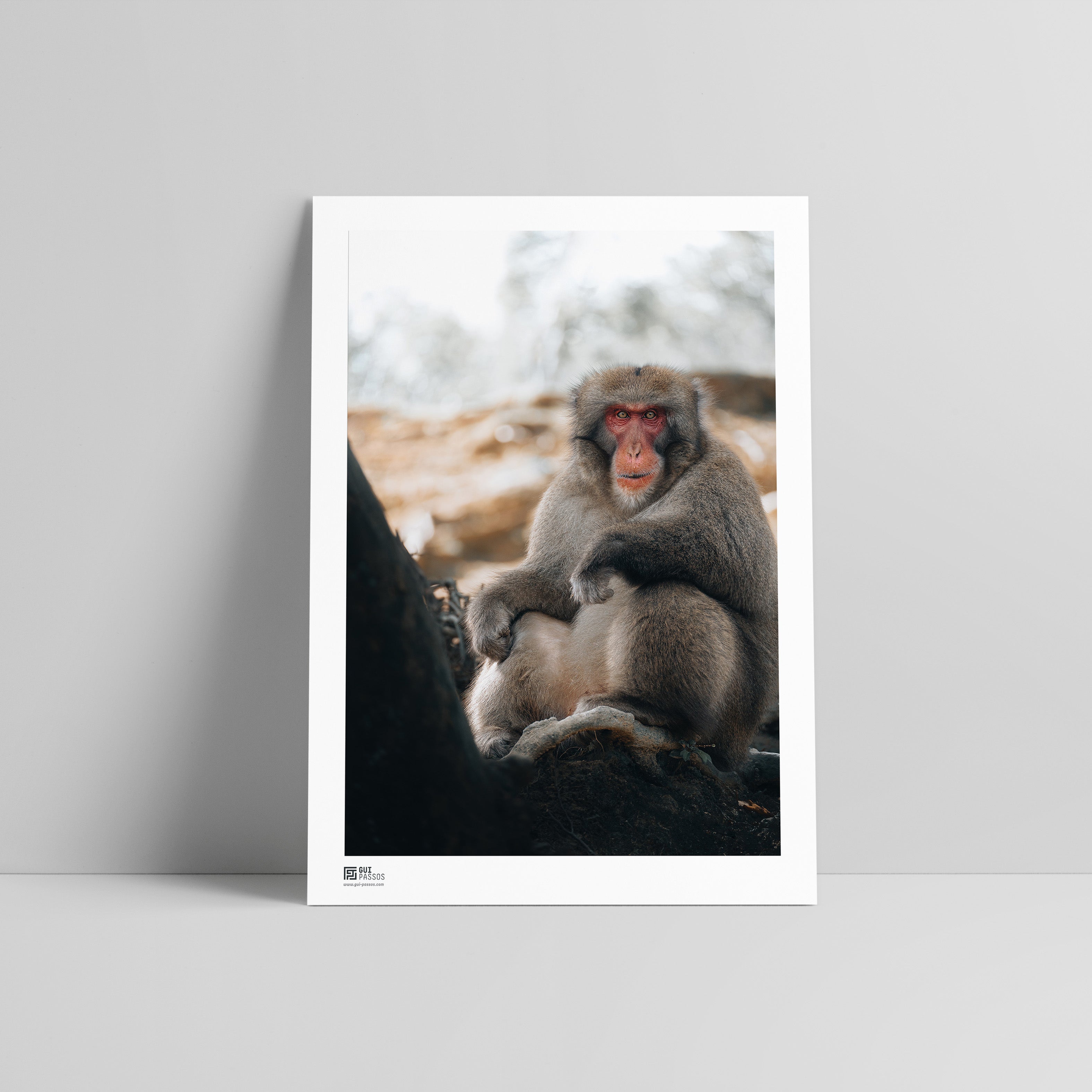 Japanese Macaque