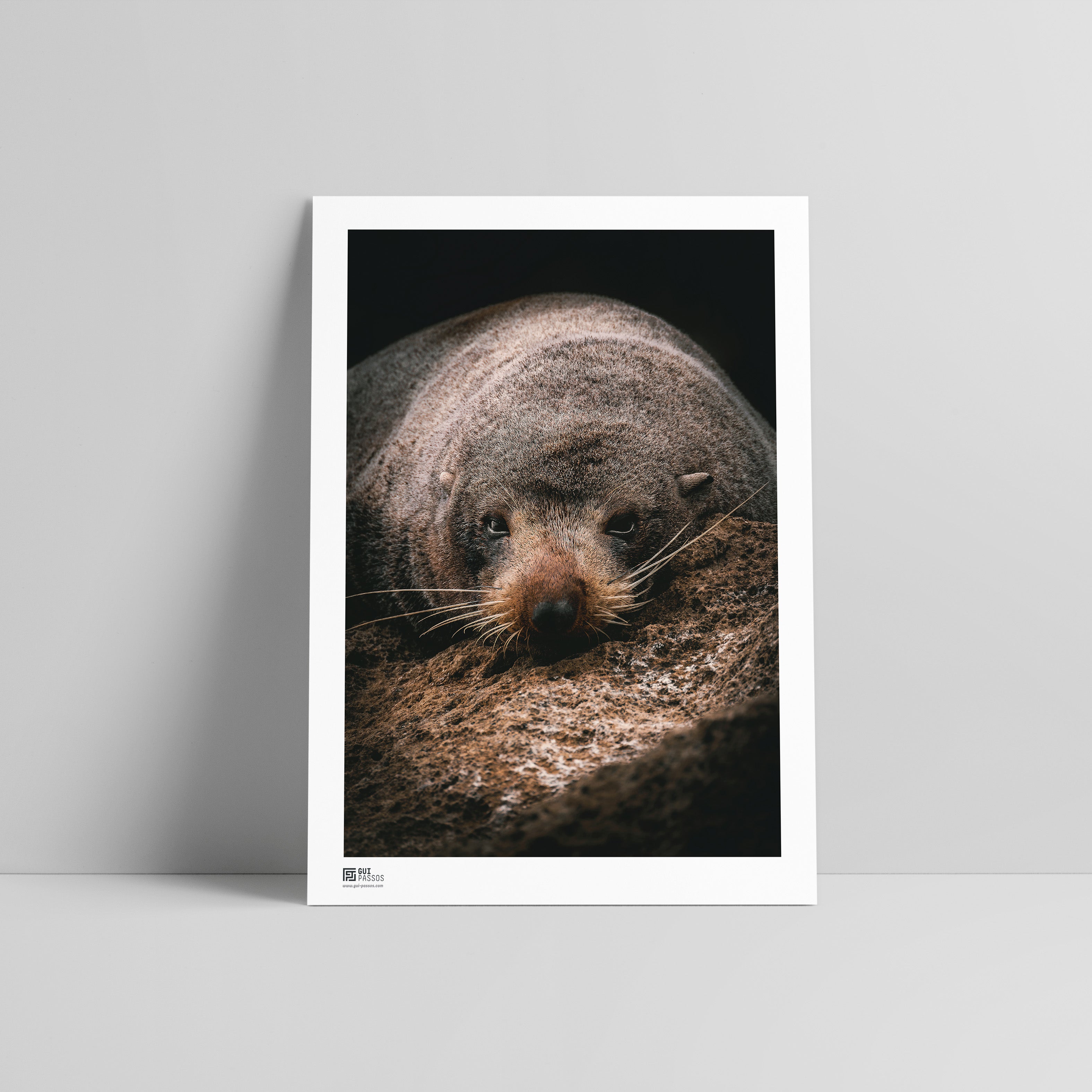 New Zealand Fur Seal