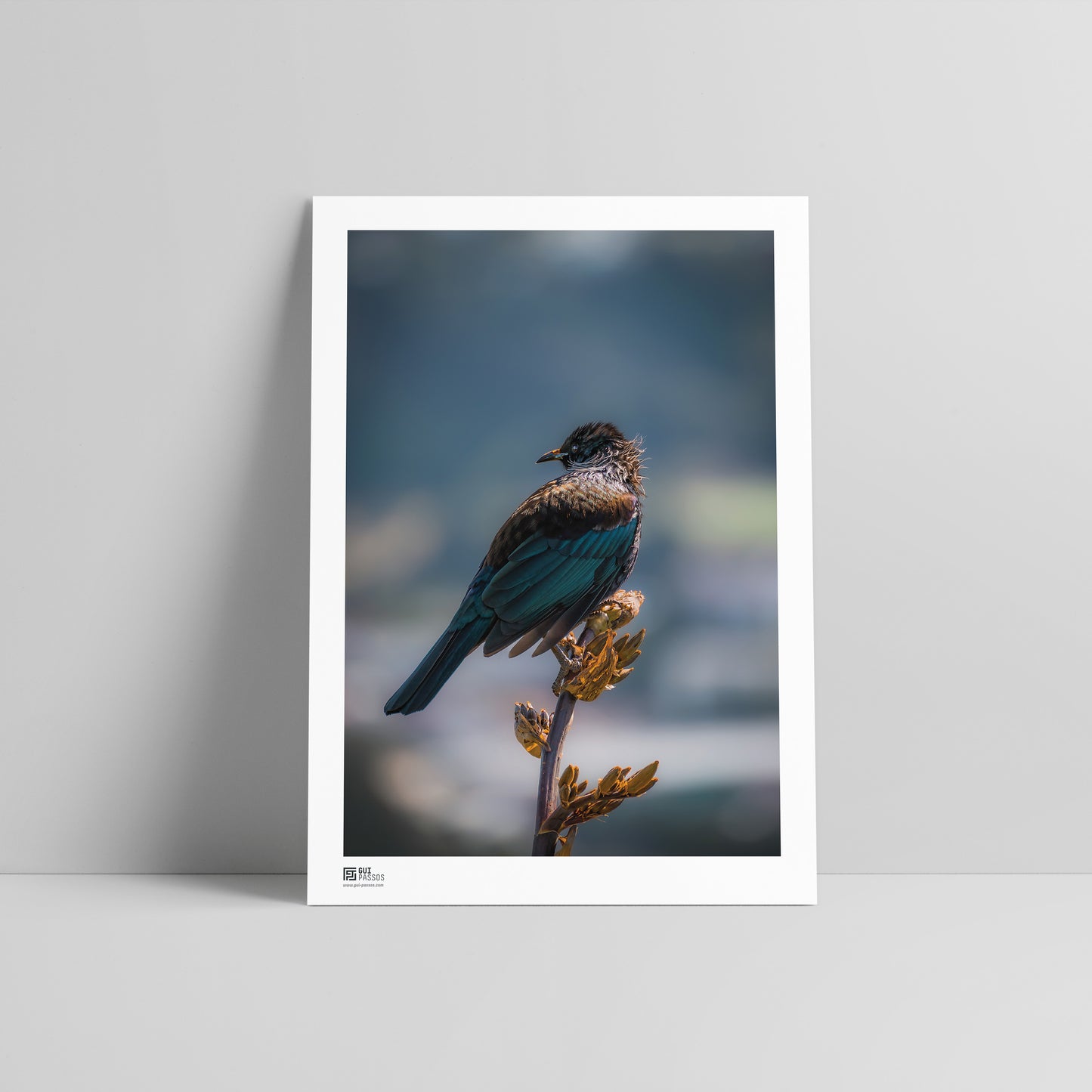 Tui